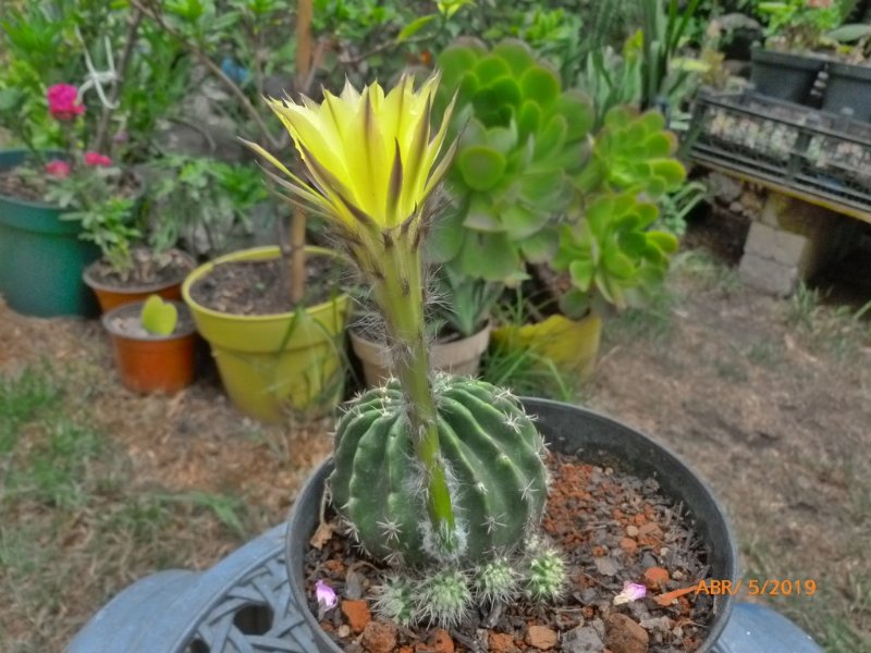 file.php?id=66537.jpg