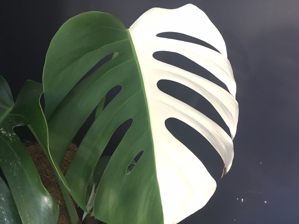 file.png