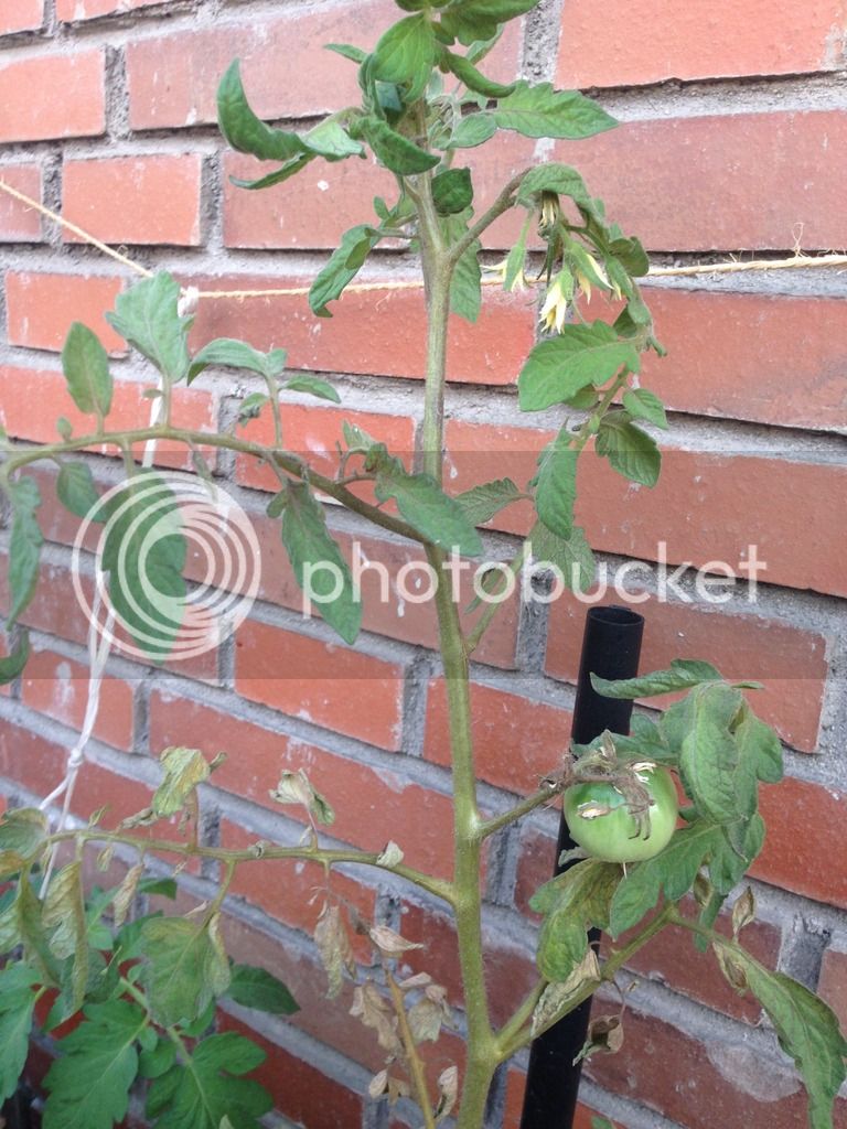 File_000_zpsl98jy0er.jpe