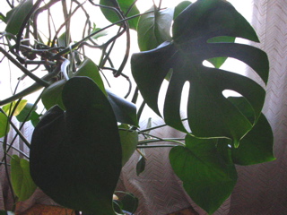 Filodendro - 2.jpg