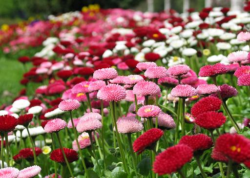 fiori.jpg
