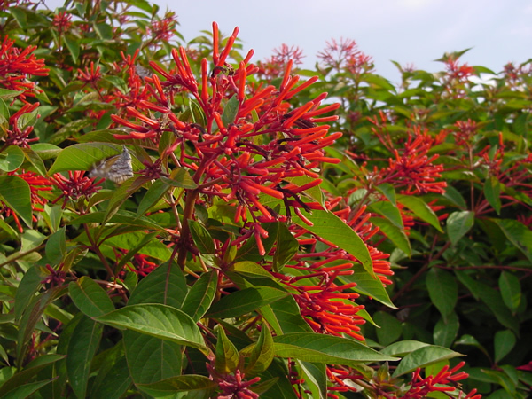 firebush5.jpg