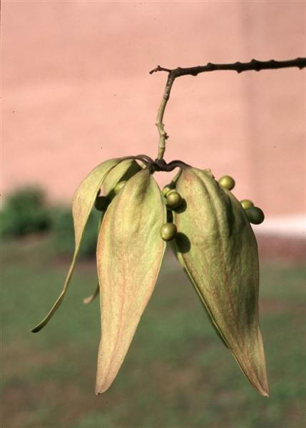 firmiana_simplex_fruit2_jpg.jpg