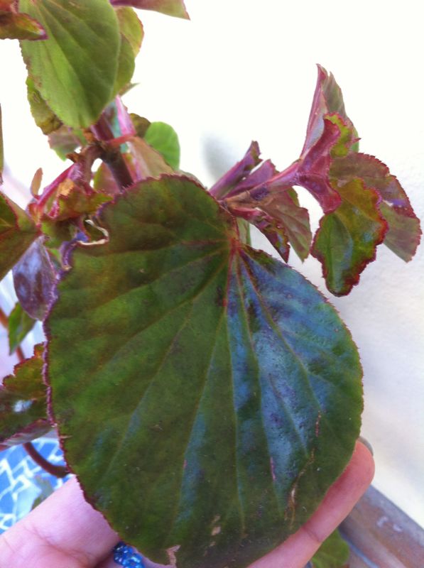 Fischeriileaf_zpse64d92fa.jpg