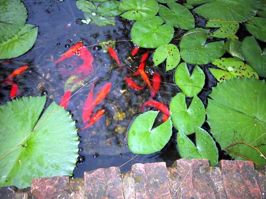 fish.jpg