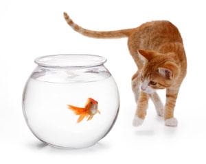 fishandcat.jpg