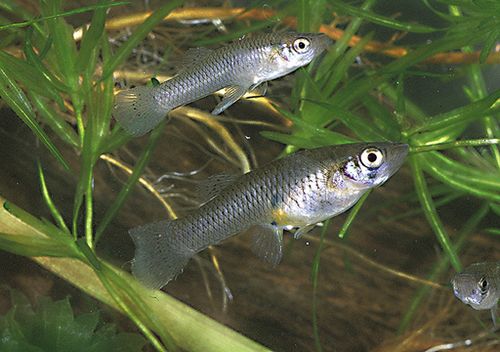fishintro_gambusia_rs.jpg