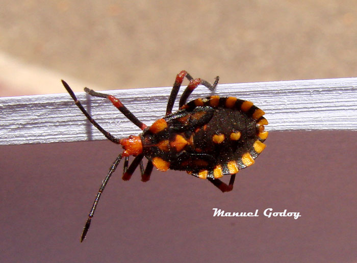 Fitofaga-web.jpg