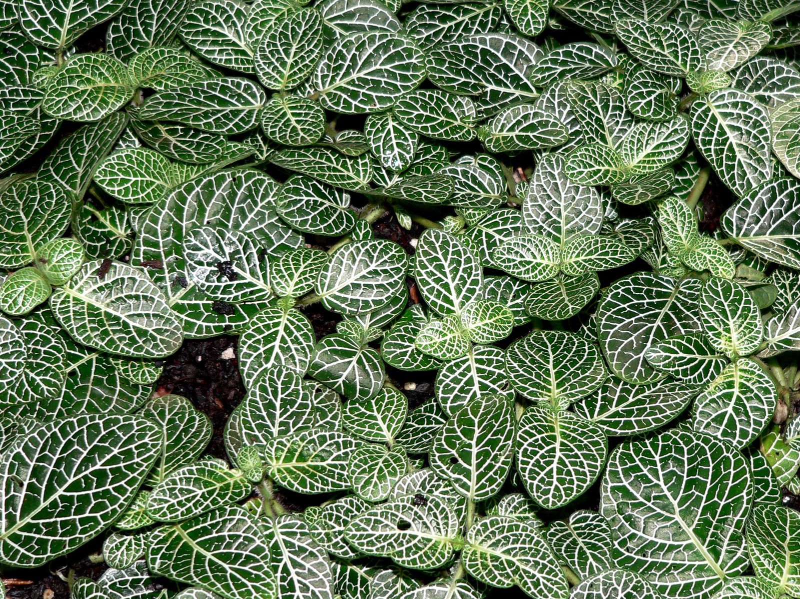 Fittonia_albivenis_4.jpg