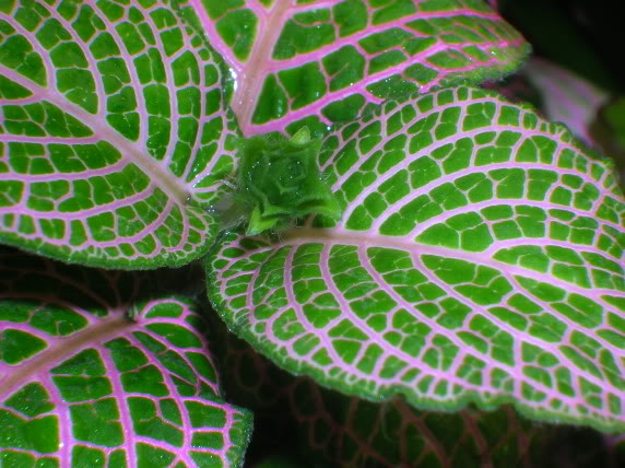 FittoniainFlower-closeup.jpg