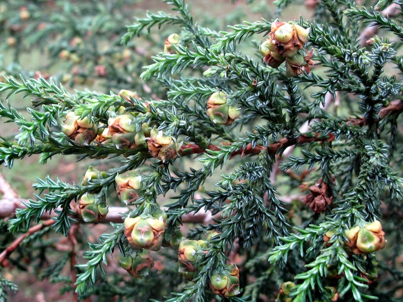 fitzroya_cupressoides_cones.jpg