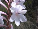 fl_watsonia_p.jpg