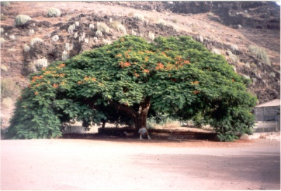 flamboyan_veneguera.JPG