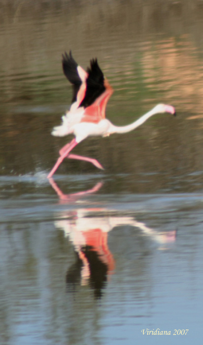 Flamenco despegando.jpg