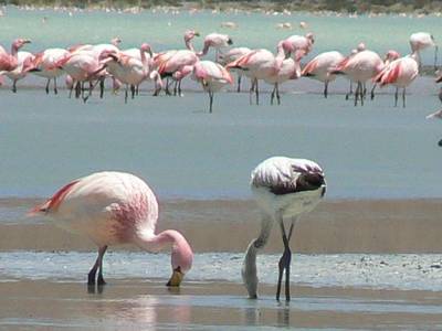 Flamingos_en_los_andes_de_Bolivia.JPG