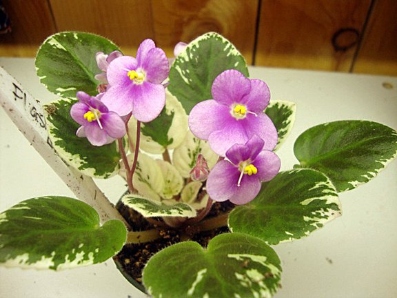 Flashy%20Angel%20plant%20100110.JPG