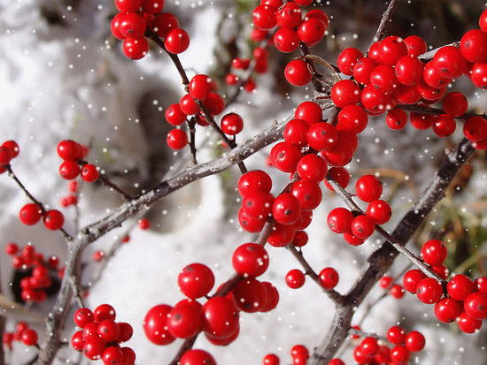 flat%252C550x550%252C075%252Cf-SNOW.gif