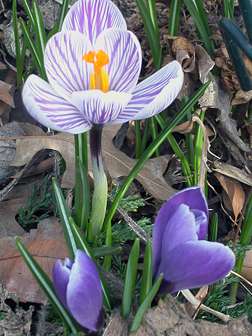flatbush_crocus05.jpg