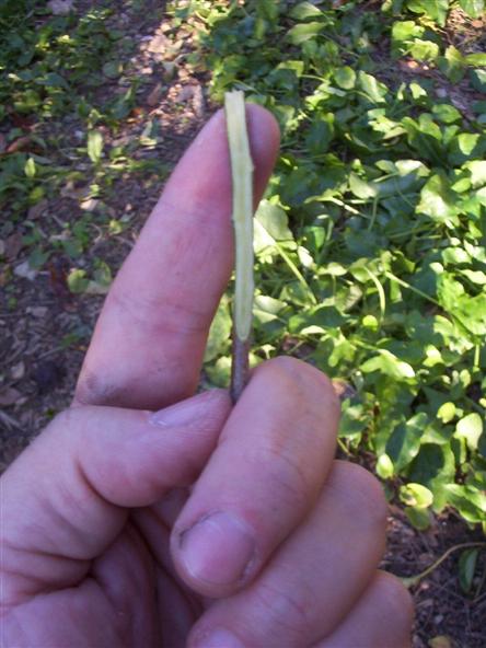 flauta1.jpg