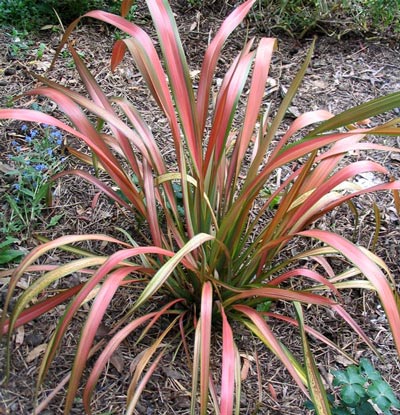 flax-hybrid-jester.jpg