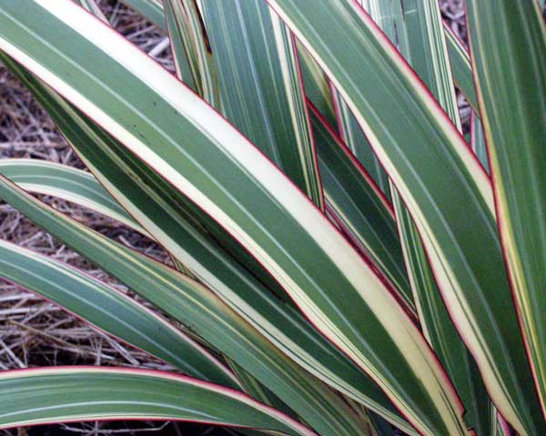 flax-tricolor.jpg