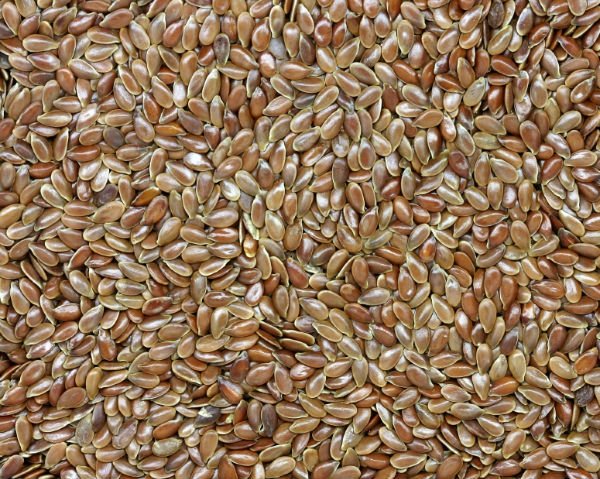 Flax_Seeds_Linum_Usitatissimum_L_.jpg