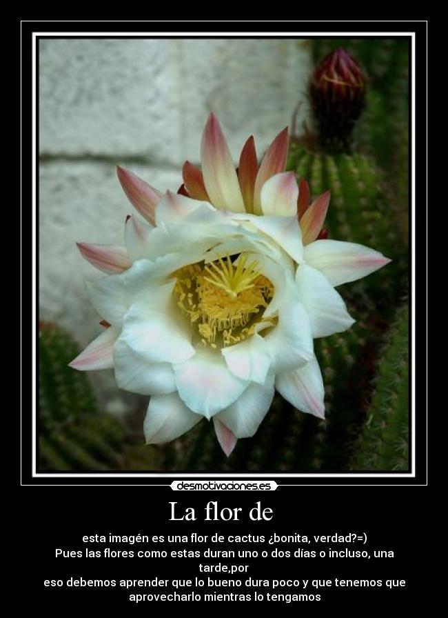 Fldecactus.jpg