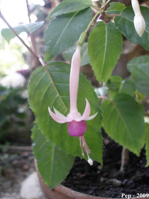 fleur%20de%20picardie.jpg