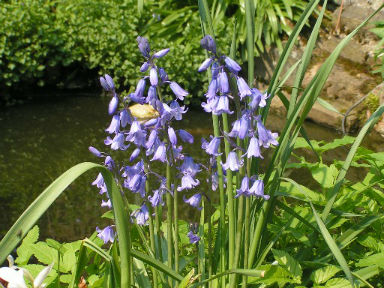 fleur168.jpg
