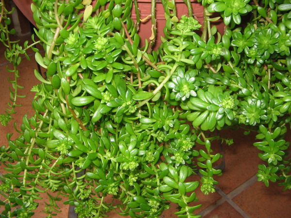 flor 002.jpg