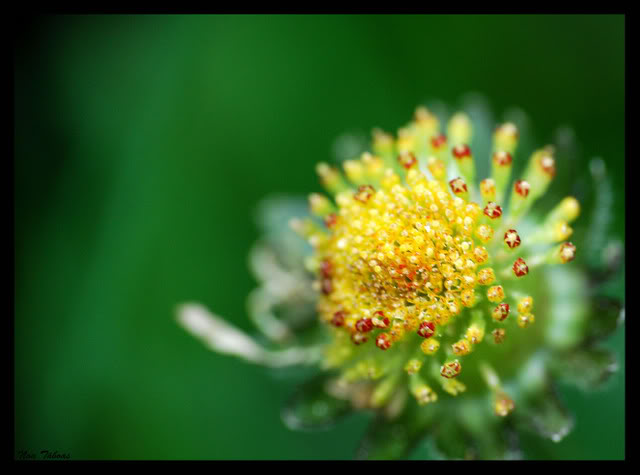flor-1.jpg