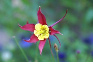 flor-1.jpg