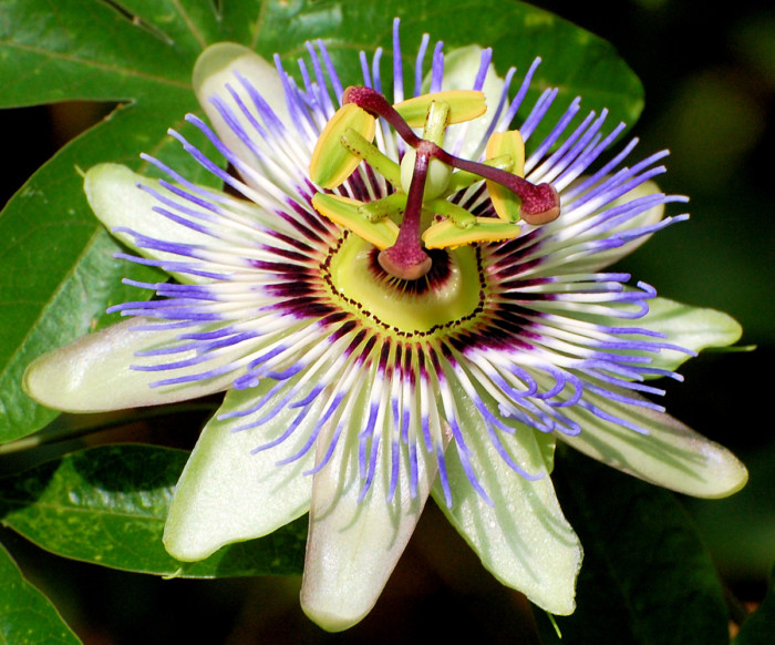 flor-19.jpg