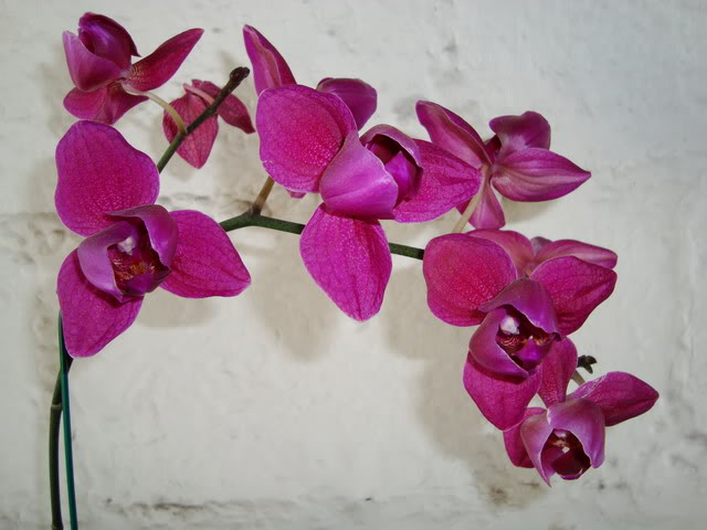flor-2.jpg