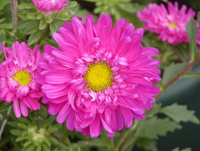 flor%20%20sola%20400.jpg