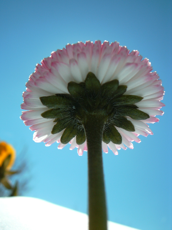 flor%20%281%29.jpg