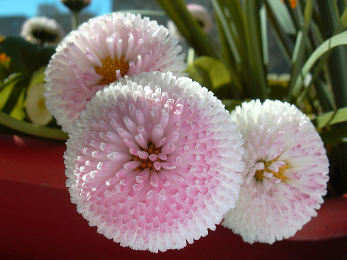 flor%20%2815%29.jpg
