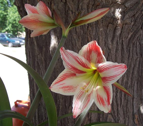 flor%20001.jpg