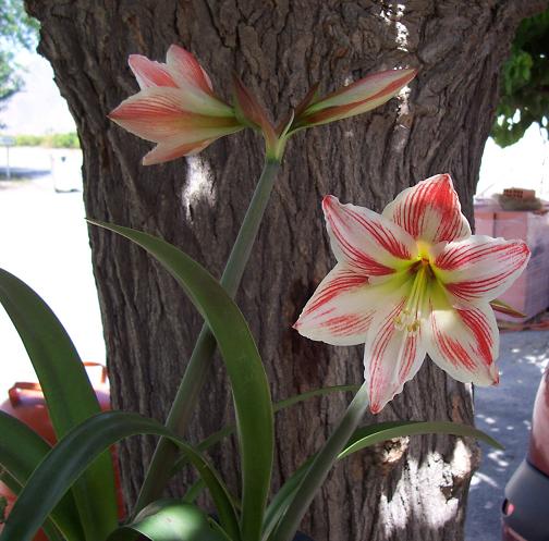 flor%20002.jpg