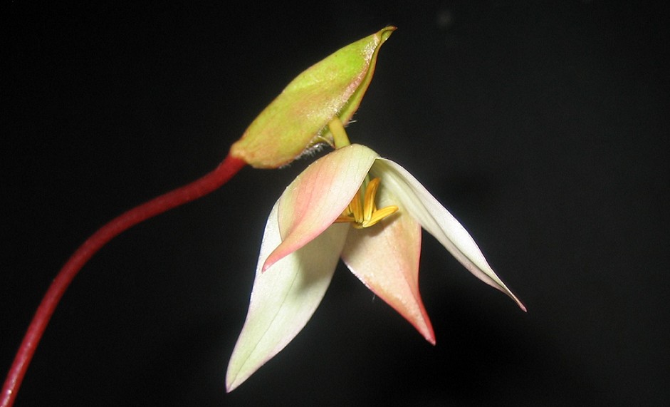 Flor%2011-5-06.jpg
