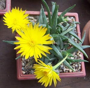 flor%20amarilla%203%7E0.jpg