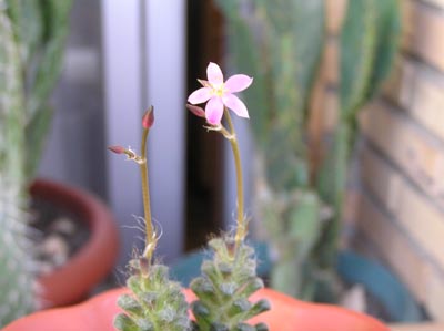 flor%20anacampseros.jpg