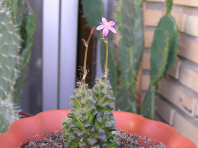 flor%20anacampseros2.jpg