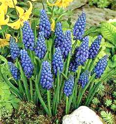 flor%20azul%20%28muscari%29.jpg