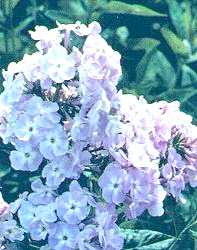 flor%20azul%20%28phlox%29.jpg