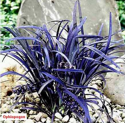 flor%20azul%202.jpg