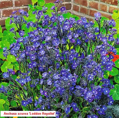 flor%20azul%204.jpg