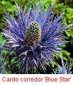 flor%20azul%206.jpg