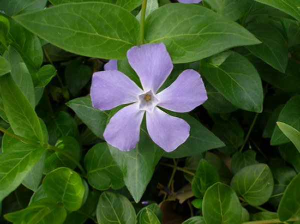 flor%20azul.jpg