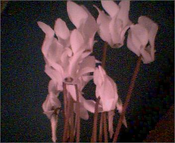 flor%20blanca%7E0.JPG